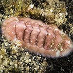 Chiton 07